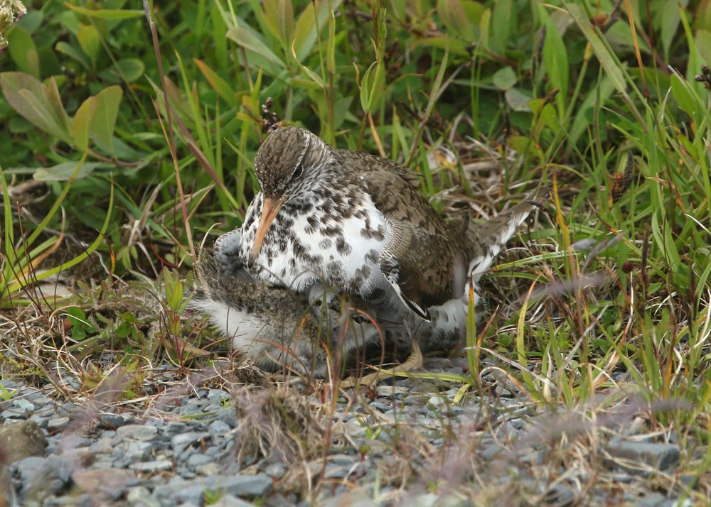 Shorebird parents show not all families look alike