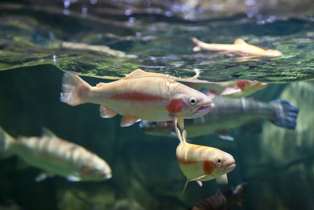 Freshwater species could reduce habitat from climate change