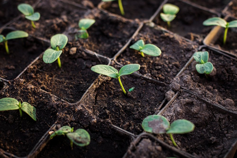 New study shows plants can learn like humans