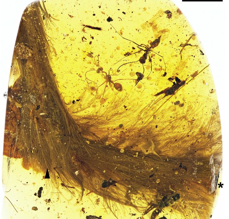 Dinosaur tail found in chunk of amber