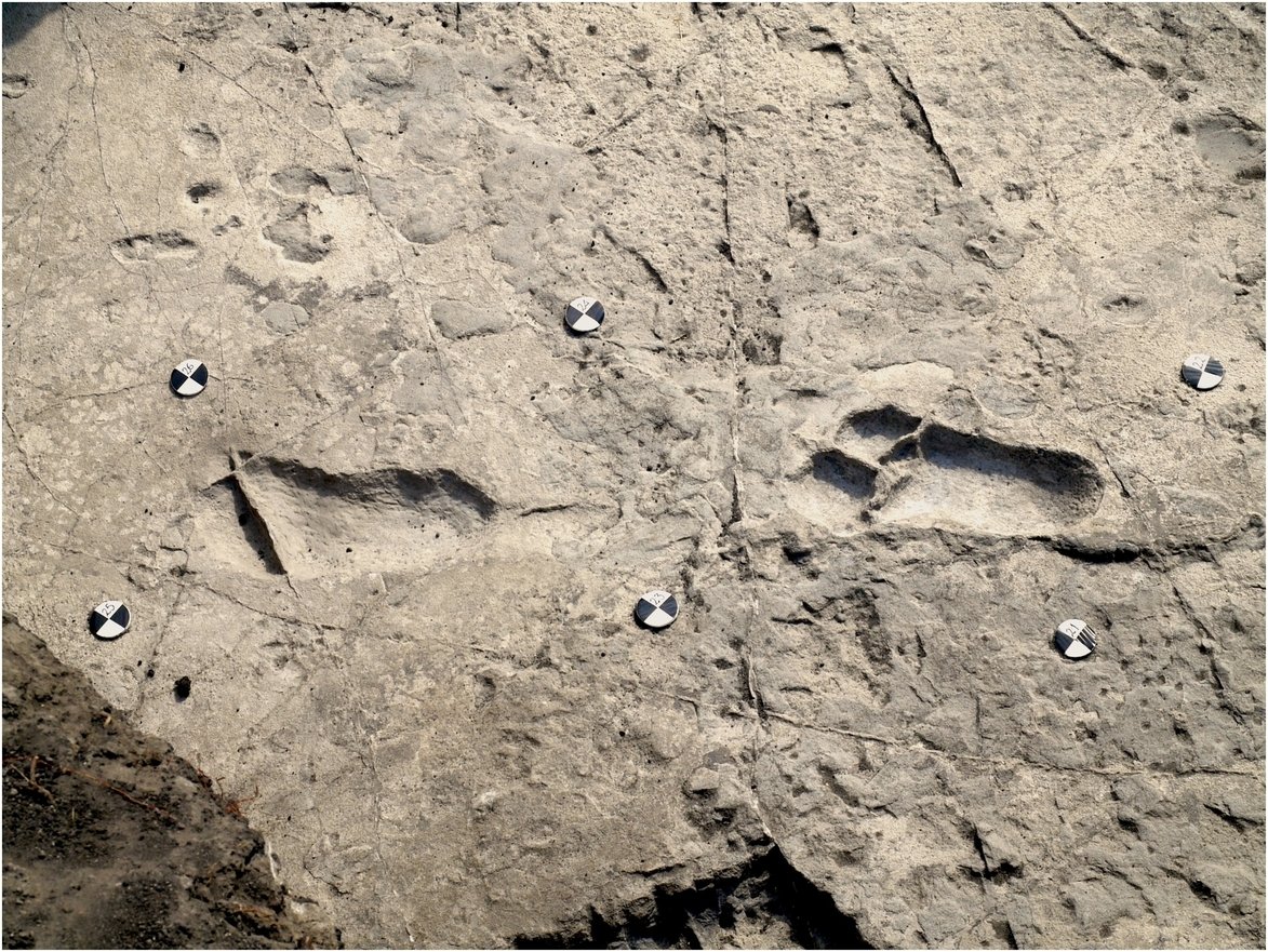 Ancient human ancestor left clues to his lifestyle in his footprints