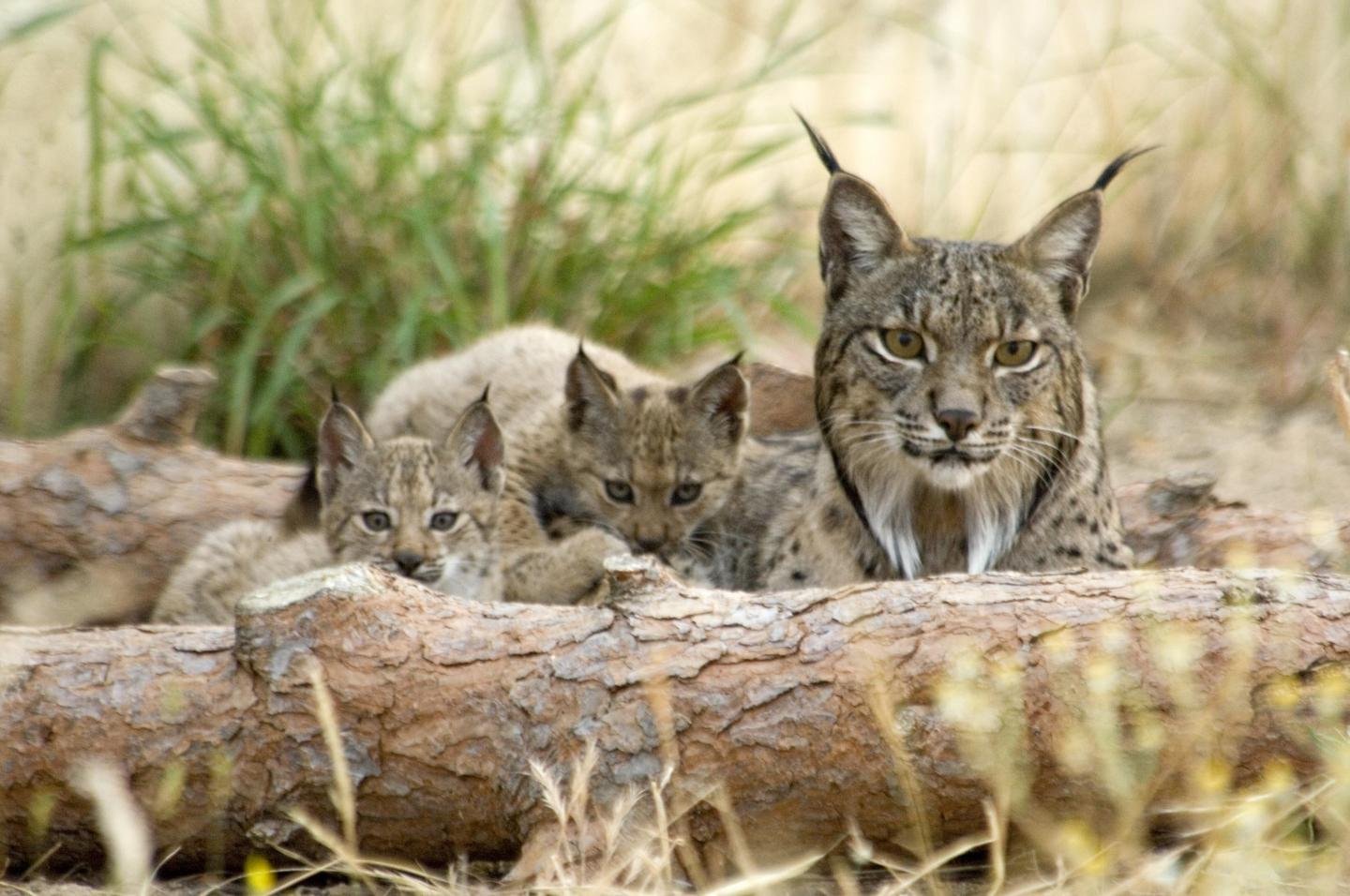 Scientists sequence the genome of the endangered Iberian lynx