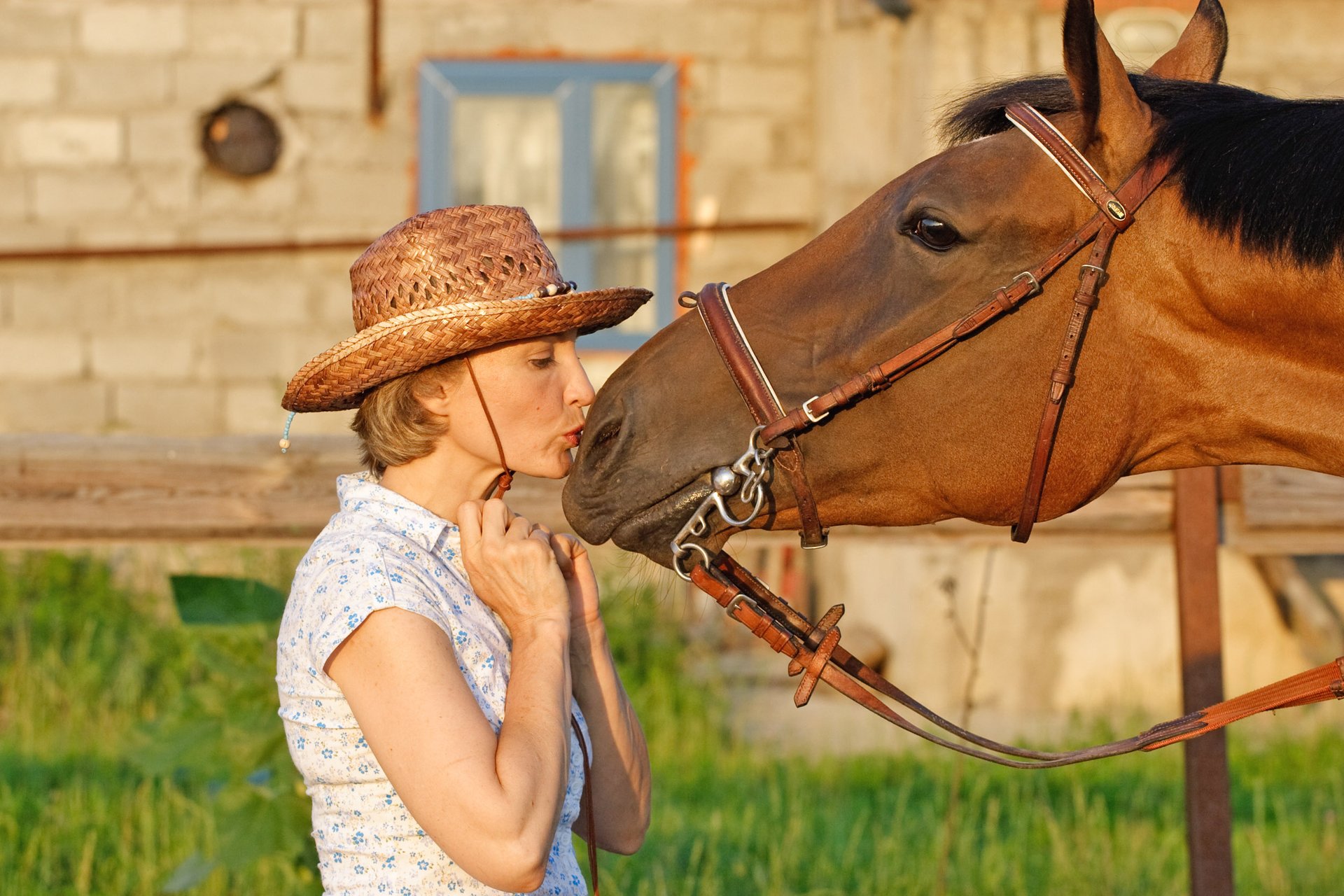 Horses ask humans for help when they're in trouble