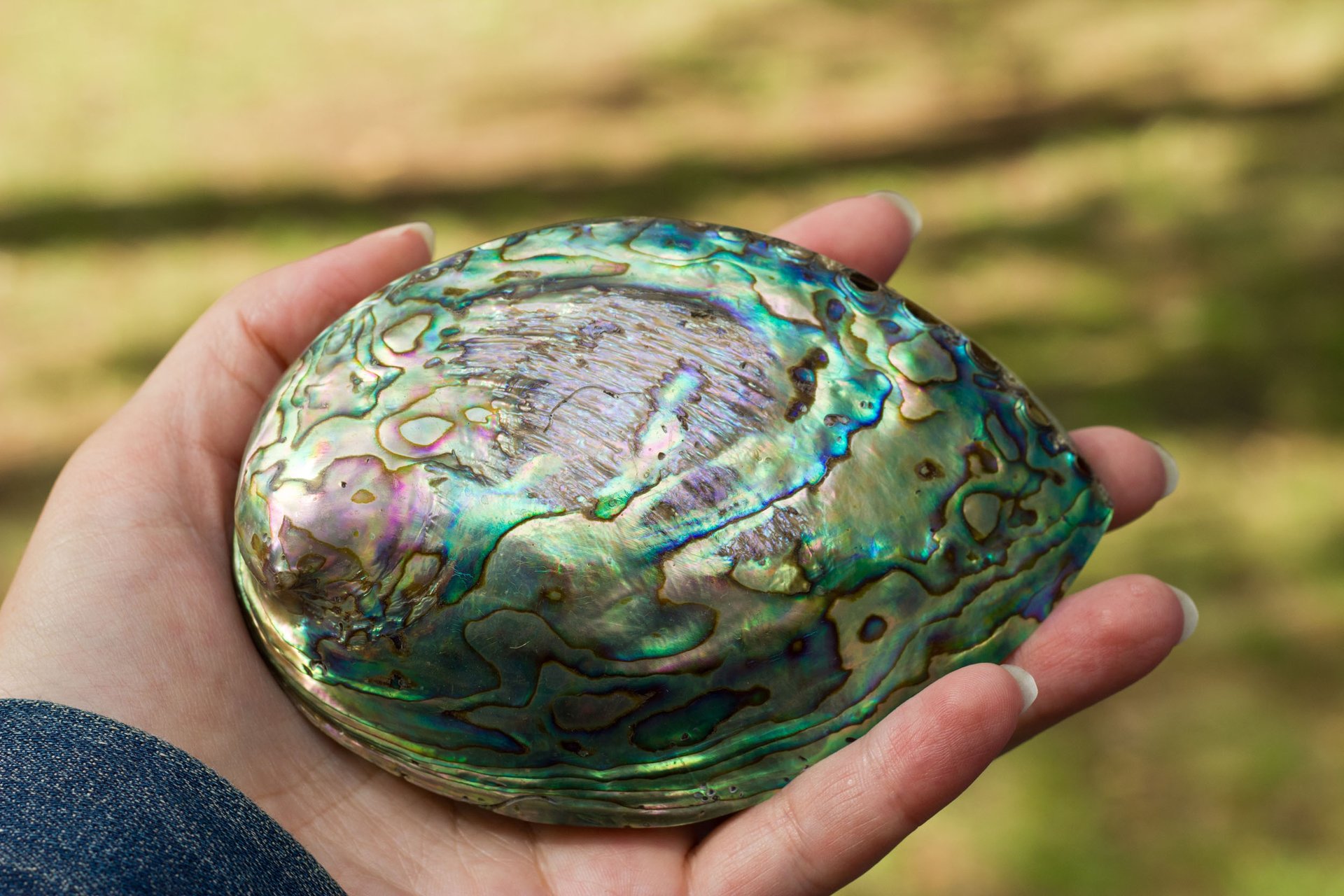 Mother-of-pearl shown to accurately record ancient ocean temperatures