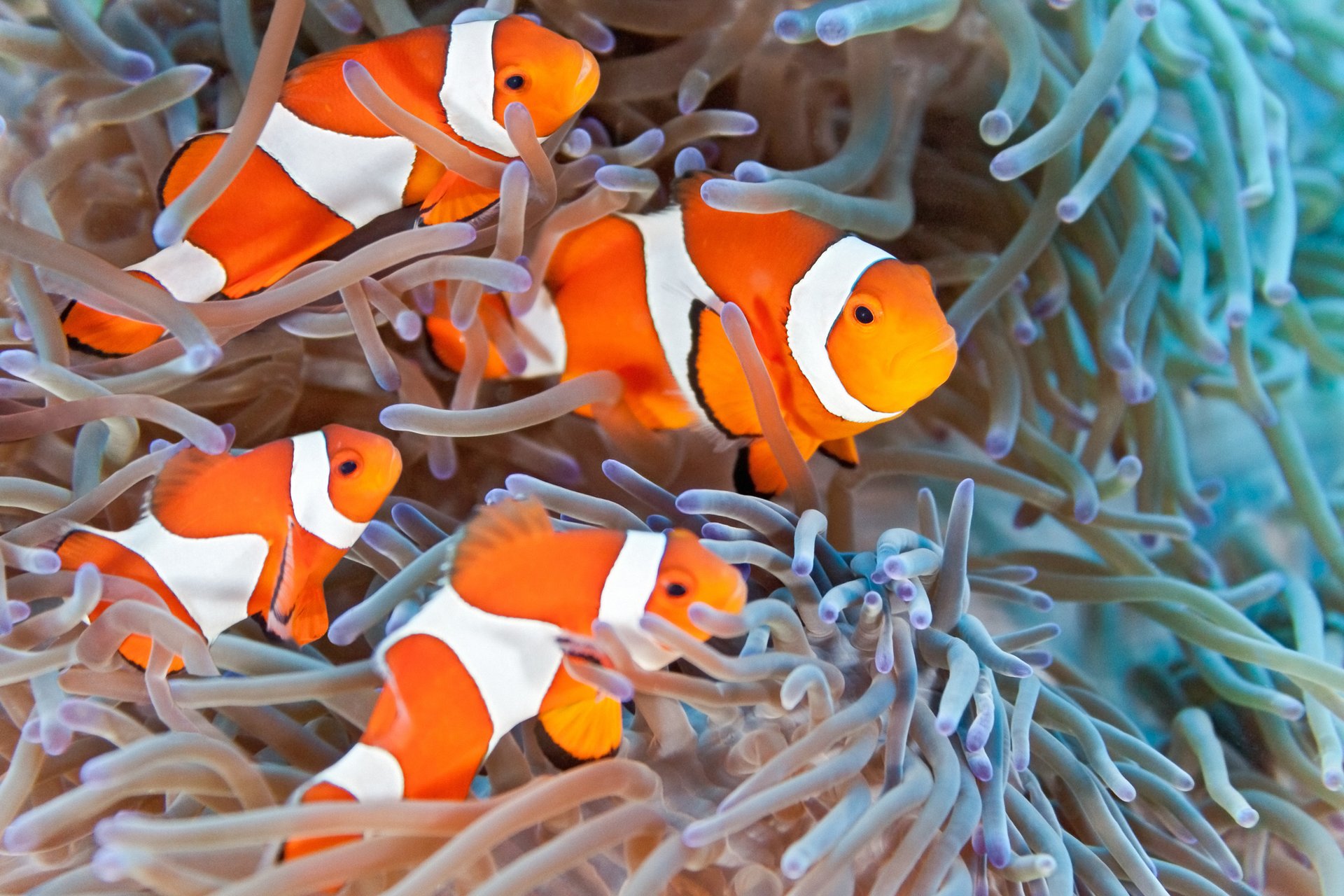 Some fish can change sex in response to environmental conditions