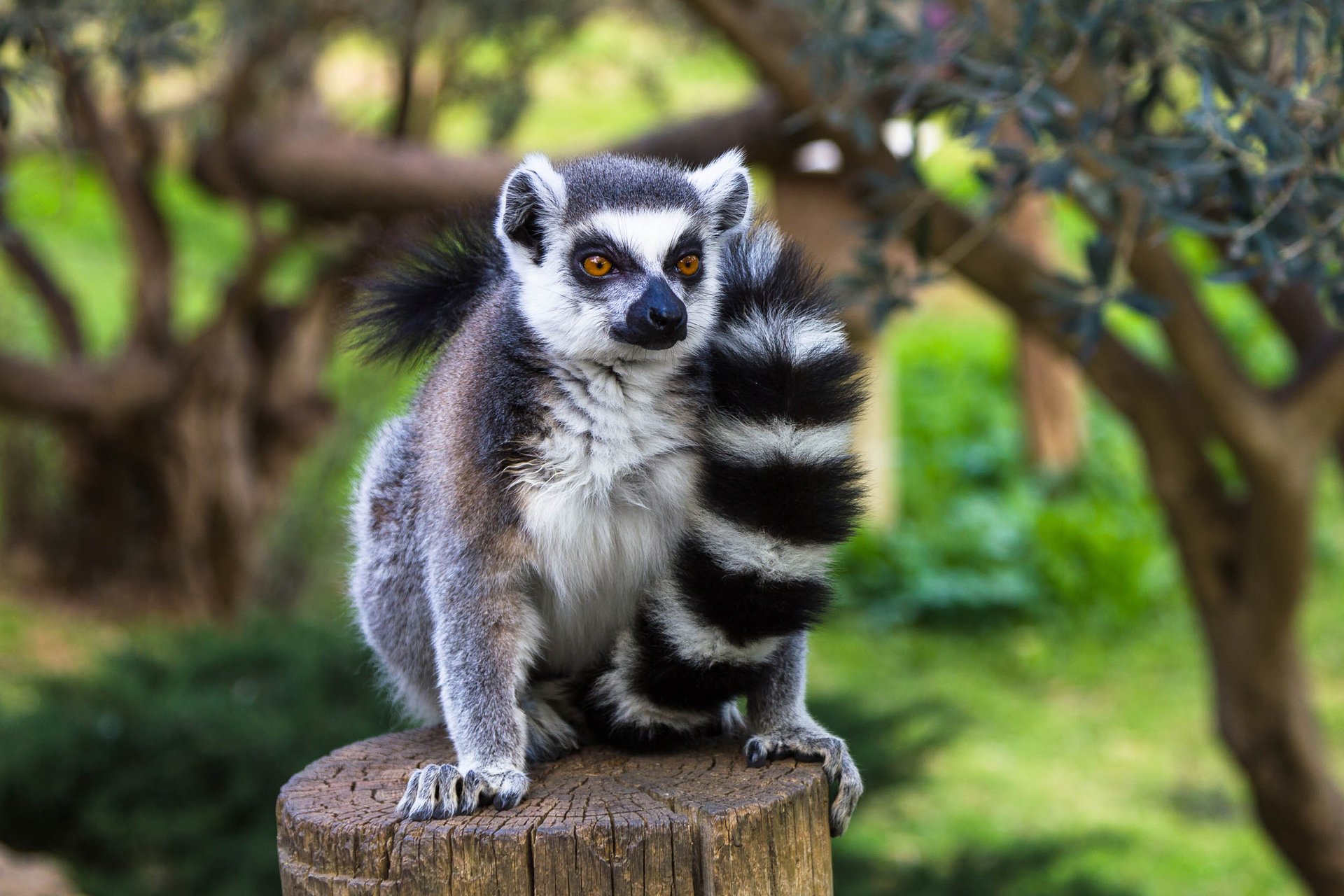 Ring-tailed lemurs are in big trouble