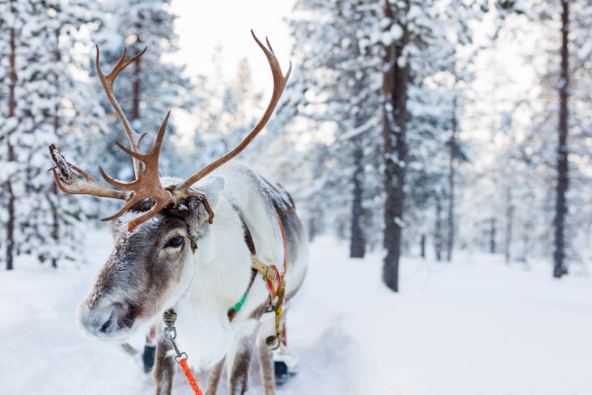 What makes reindeer antlers unbreakable?