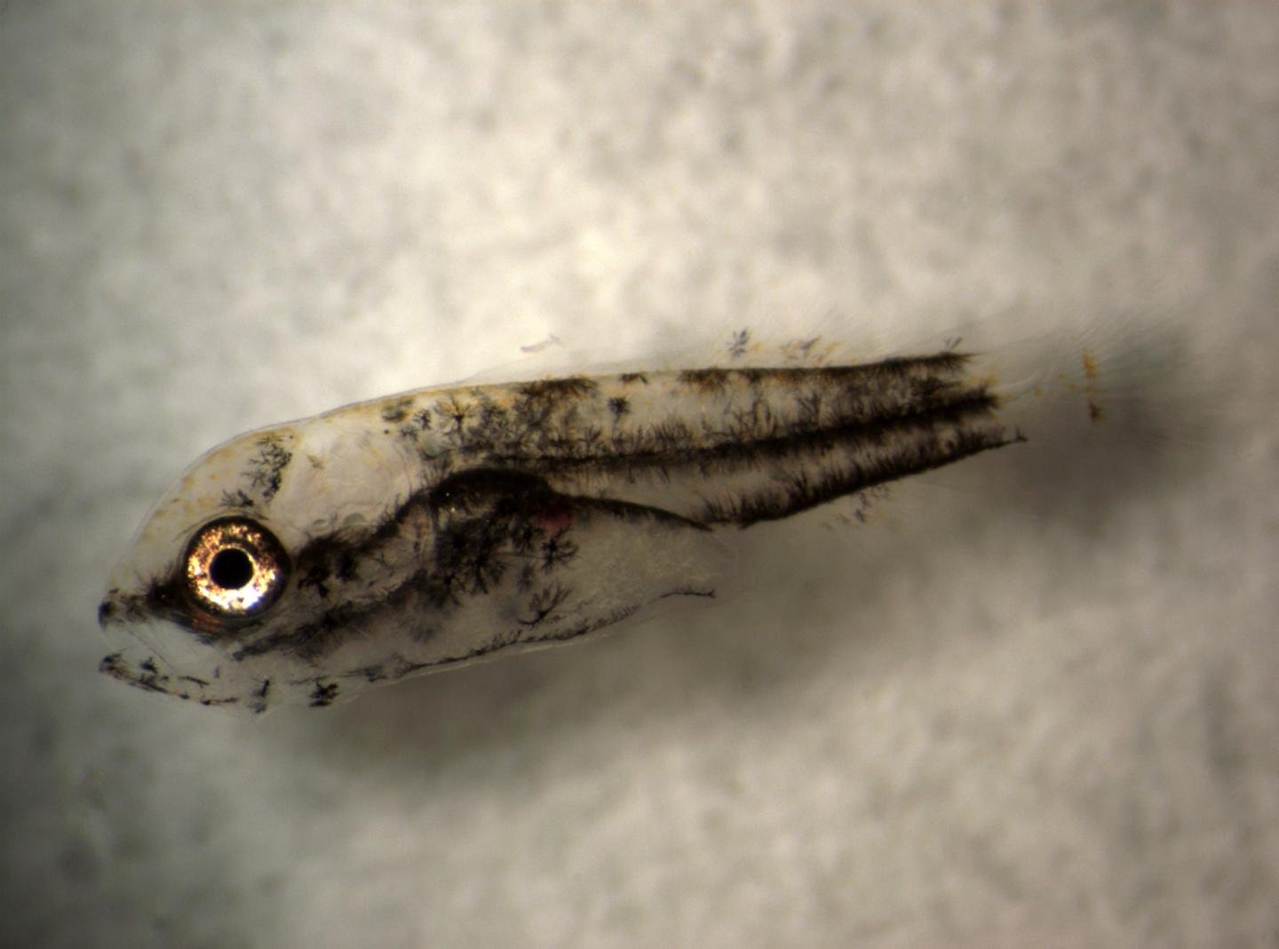 Wild barramundi populations are at risk from ocean acidification