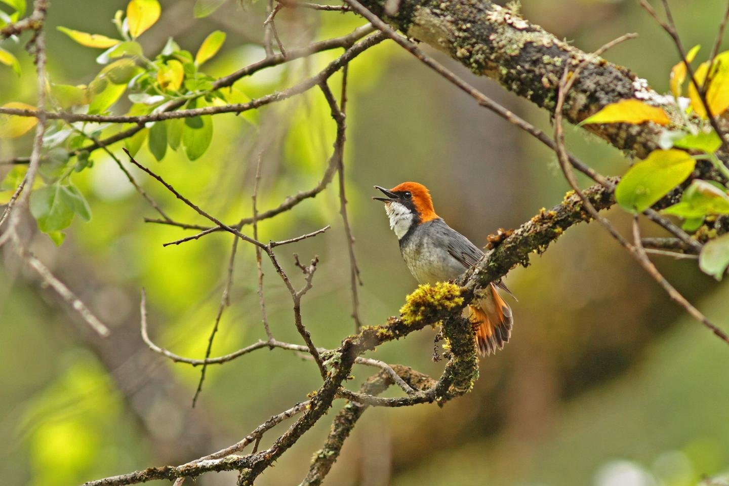 The Rufous-headed Robin: New details emerge on one of the world's rarest birds