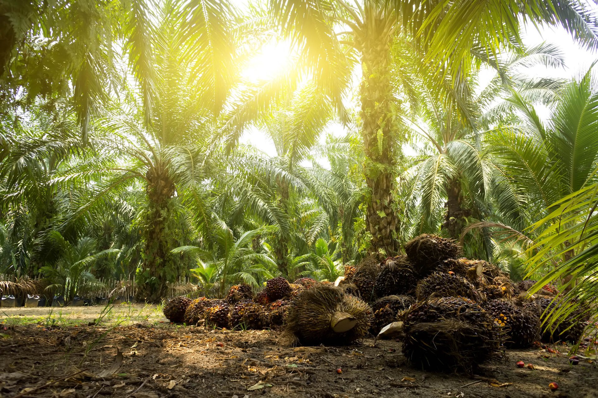 Palm oil plantations are limiting the movements of tropical butterflies
