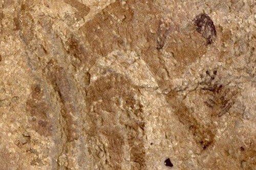 Humans started cooking plants for food over 10,000 years ago