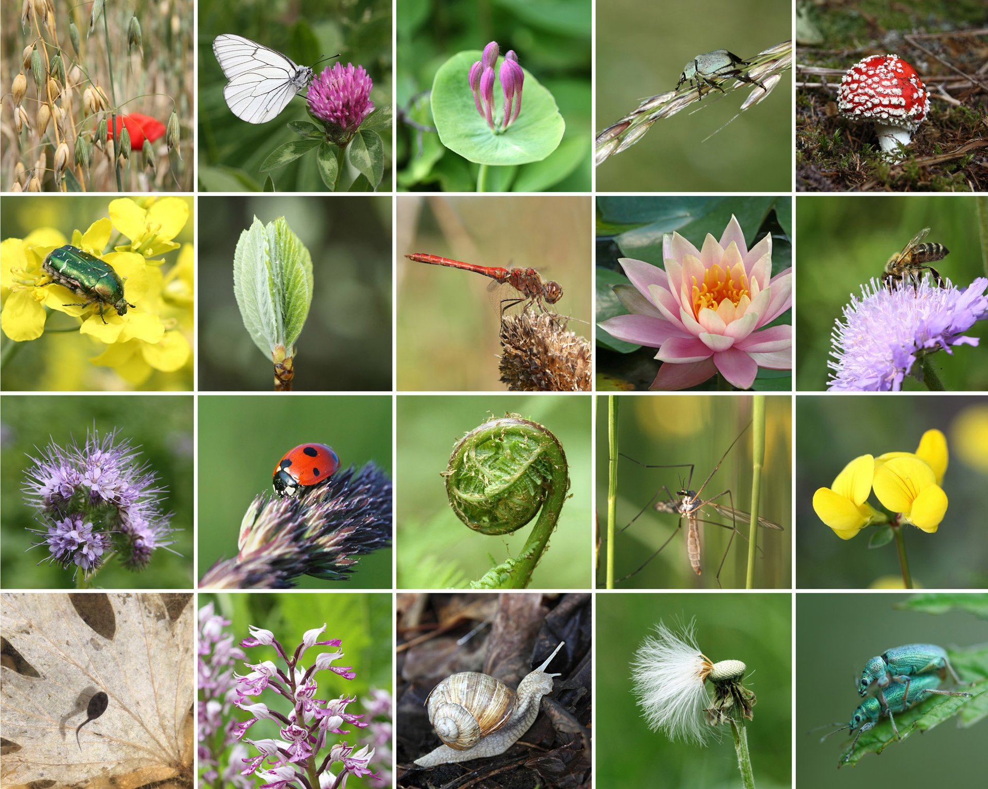 Why is species diversity greater in the tropics at the poles?