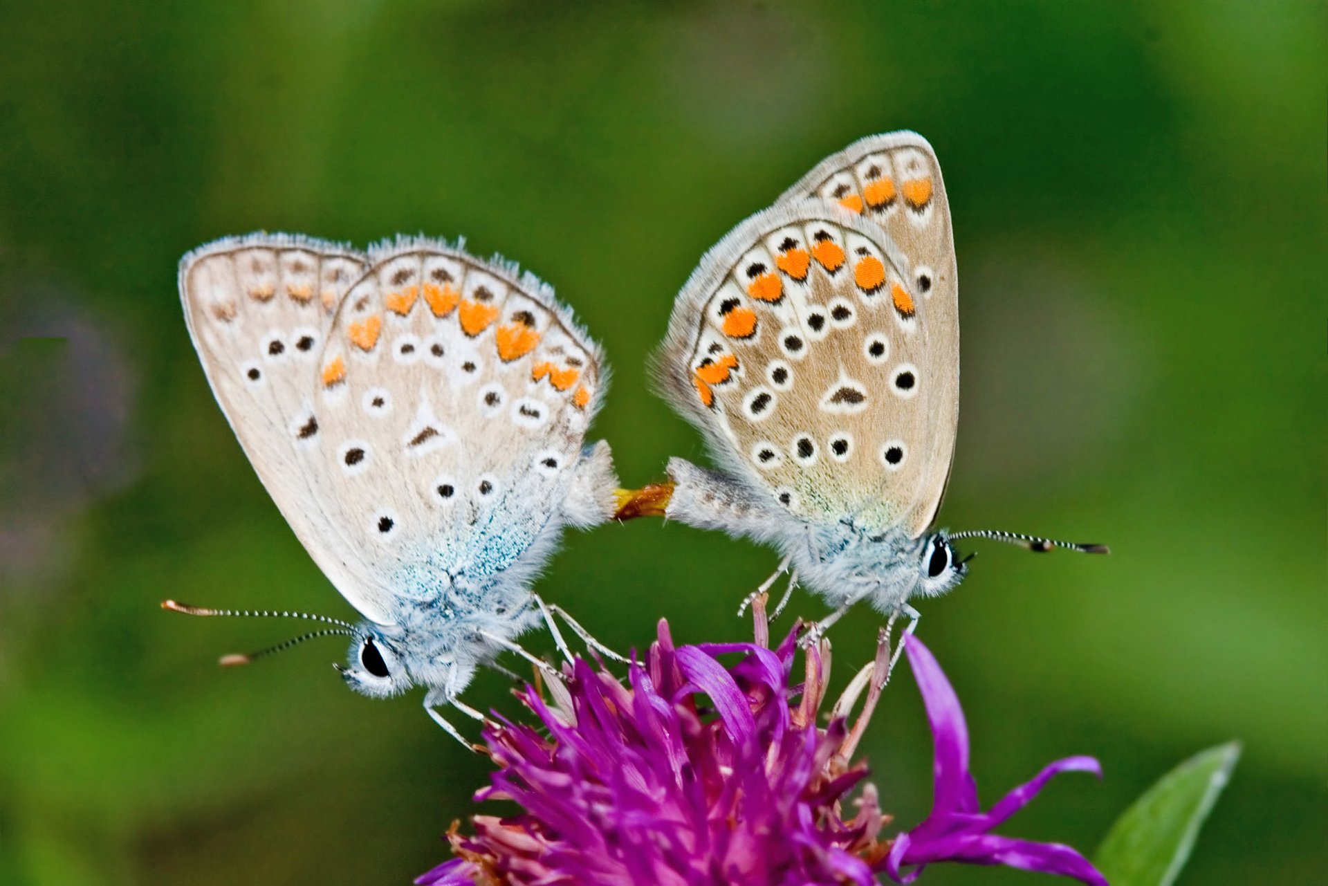 Promiscuous female butterflies can control which male fertilizes their eggs
