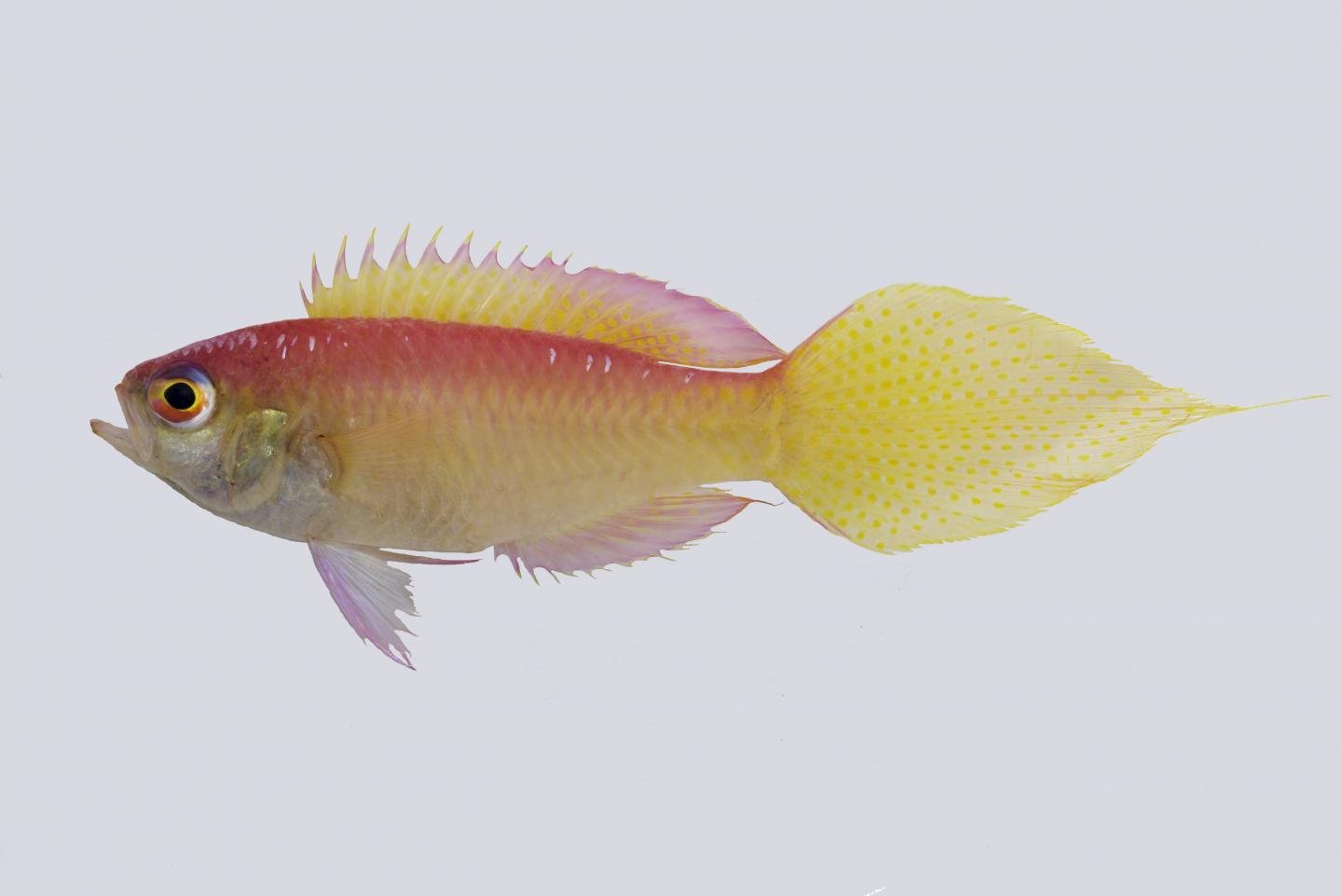 Researchers discover 133 new species of plants and animals