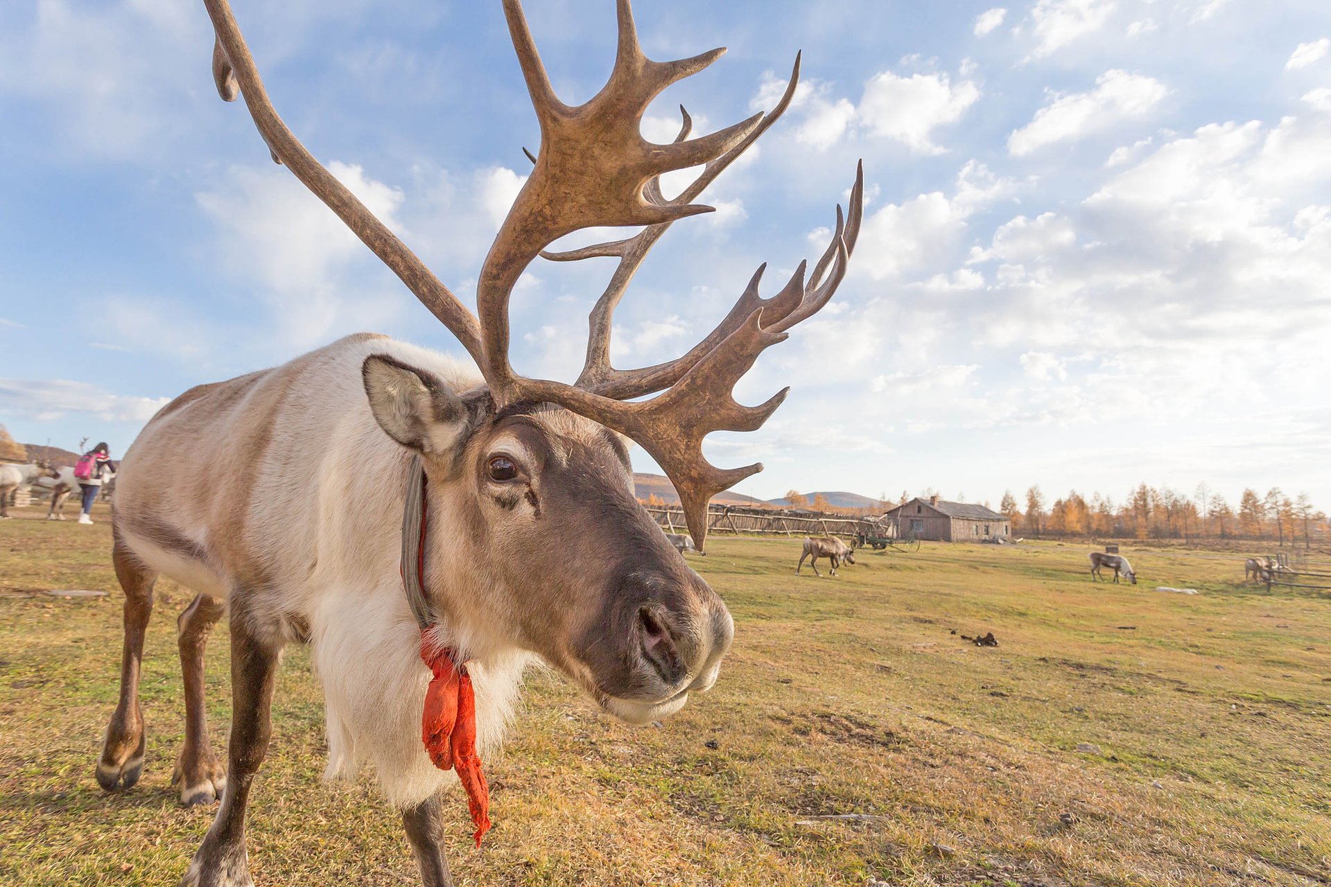 Reindeer might play an integral role in slowing down climate change