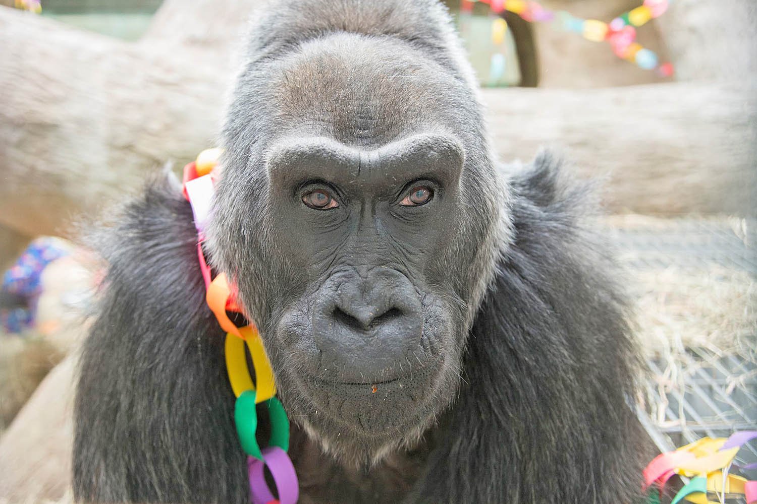 Colo's birthday: First gorilla born in human care turns 60
