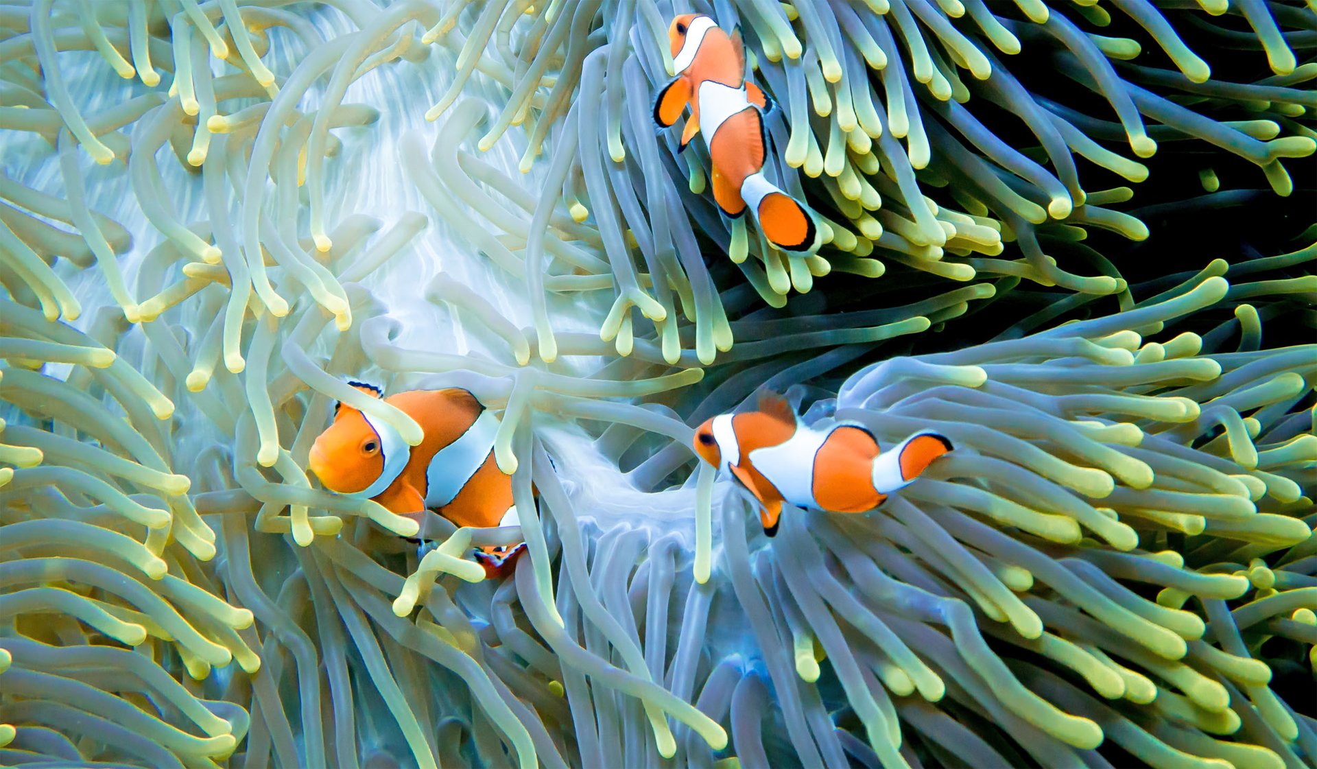 Baby reef fish use an internal magnetic compass to find their way home