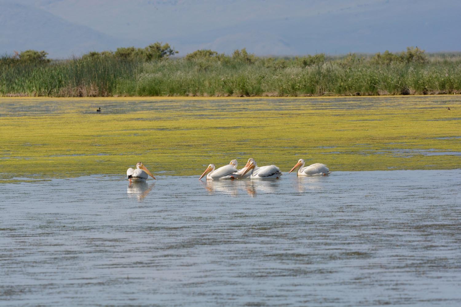 Bear River Watershed Conservation Area established in Idaho, Utah and Wyoming