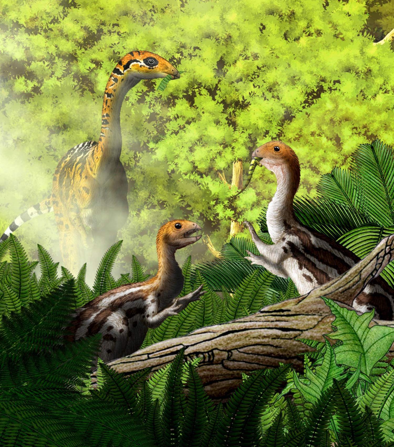 Limusaurus inextricabilis: Strange new dinosaur species lost their teeth as adults