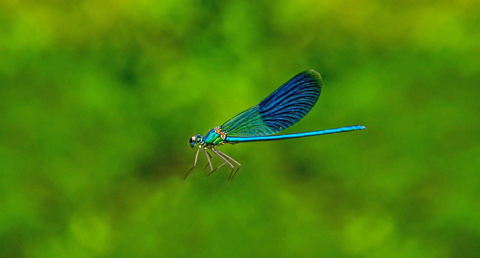 Insect migration is the most important animal movement on Earth