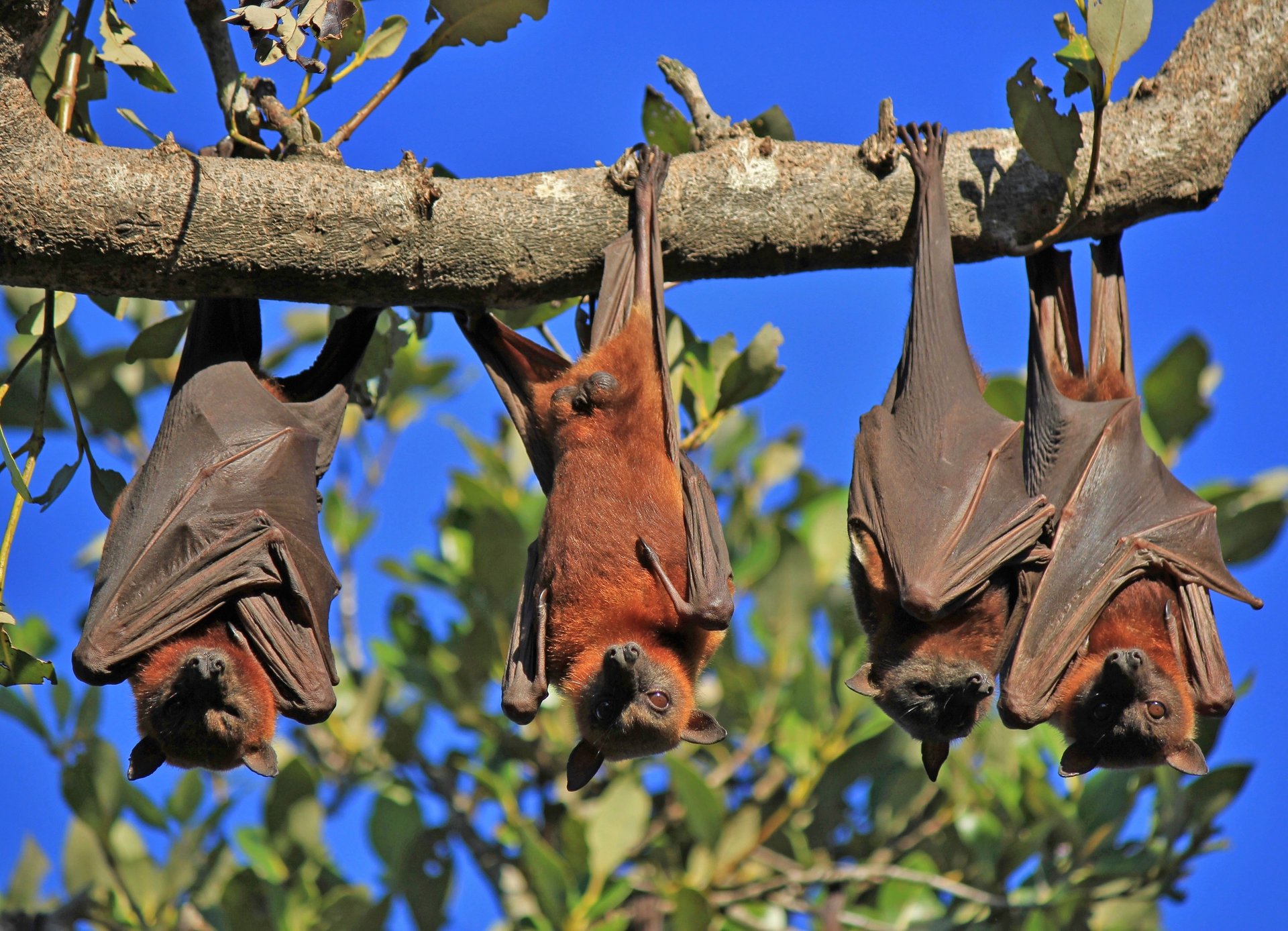 Scientists make great strides in deciphering bat language