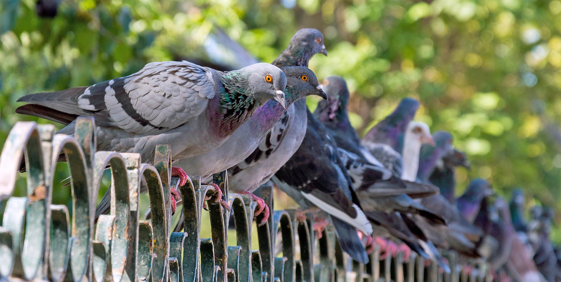 Traffic noise prevents birds from hearing danger alerts