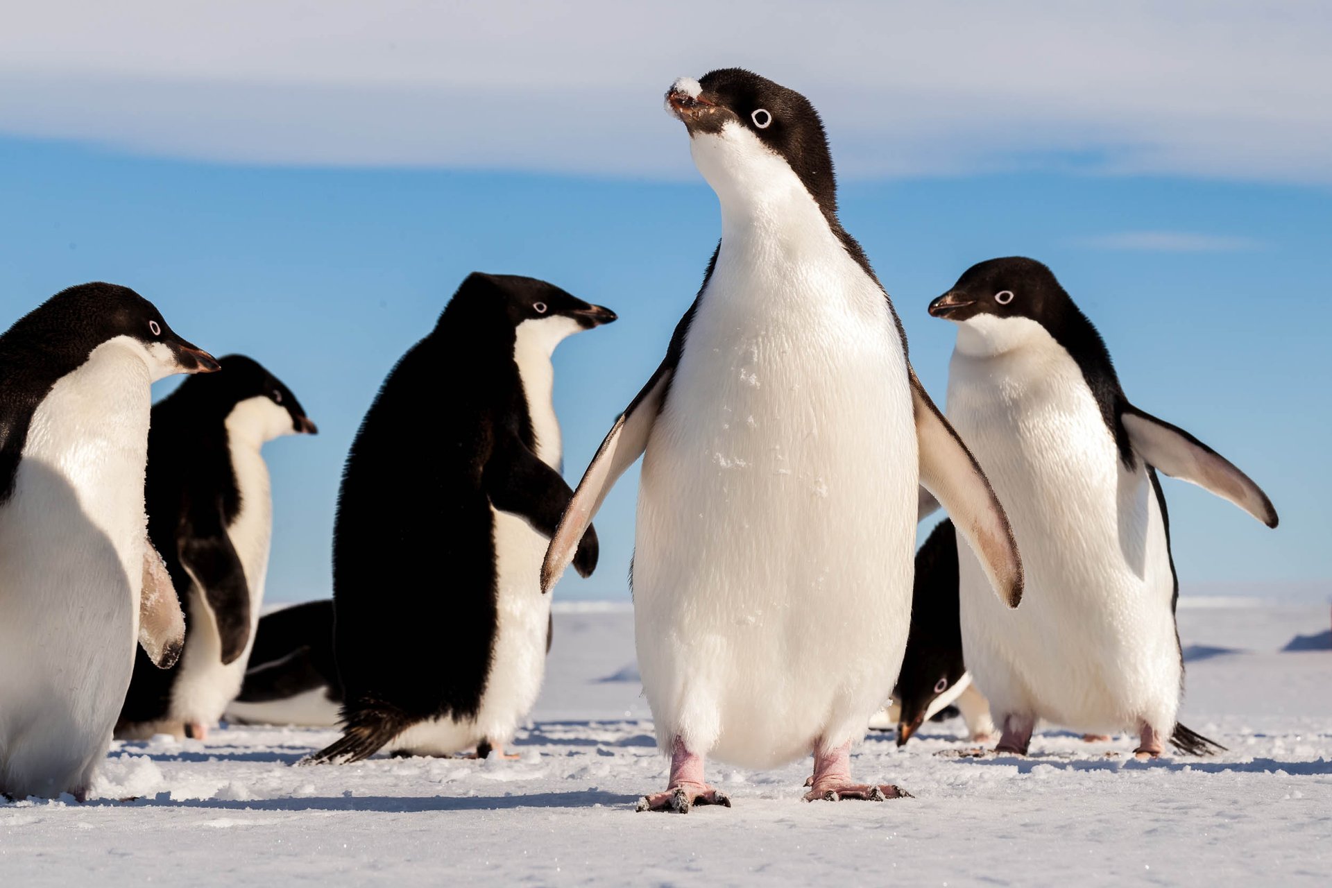 Adelie penguins have bizarre food preference for sexually-aroused jellyfish