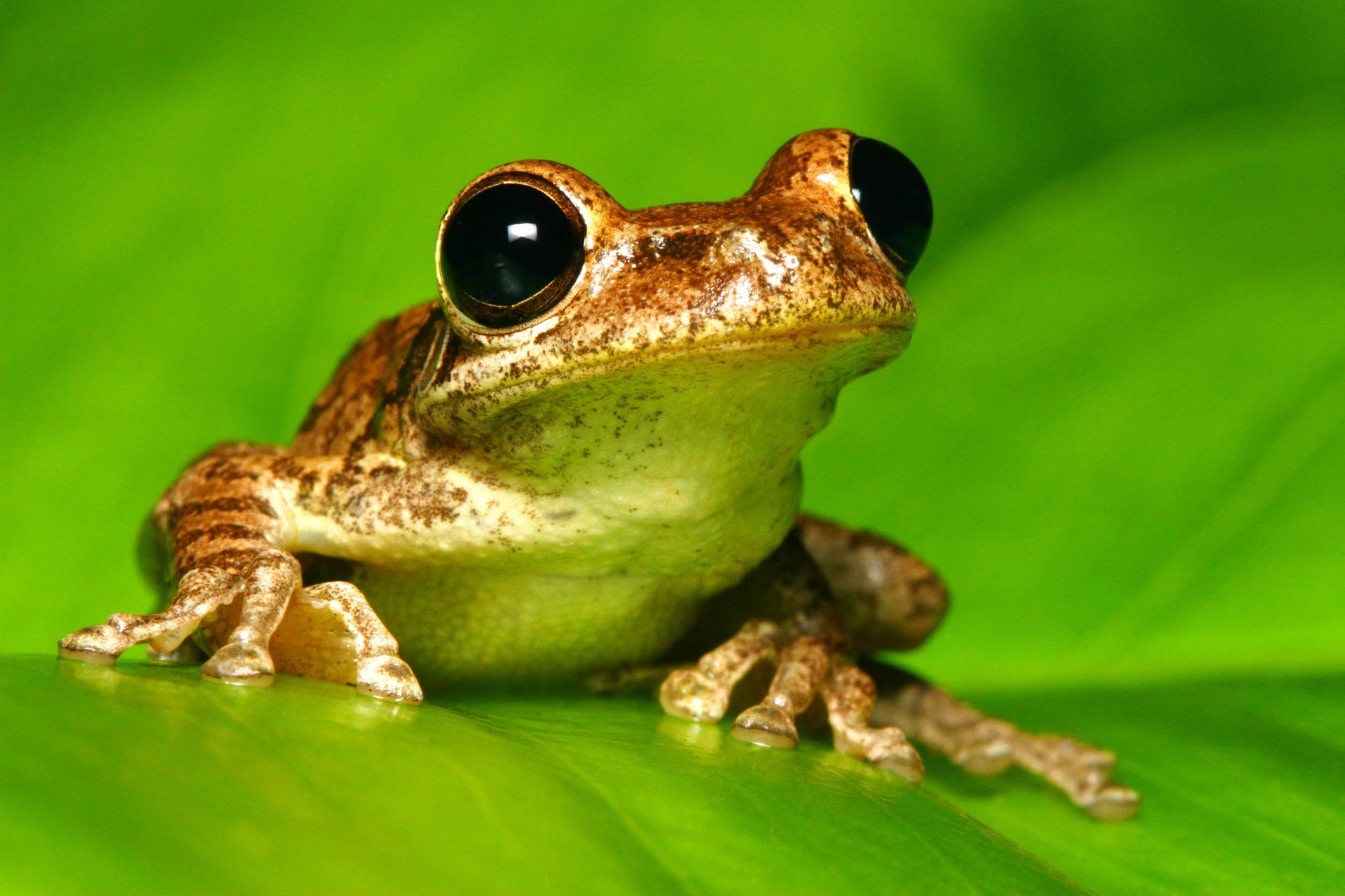 Invasive species compete for acoustic space with the natives