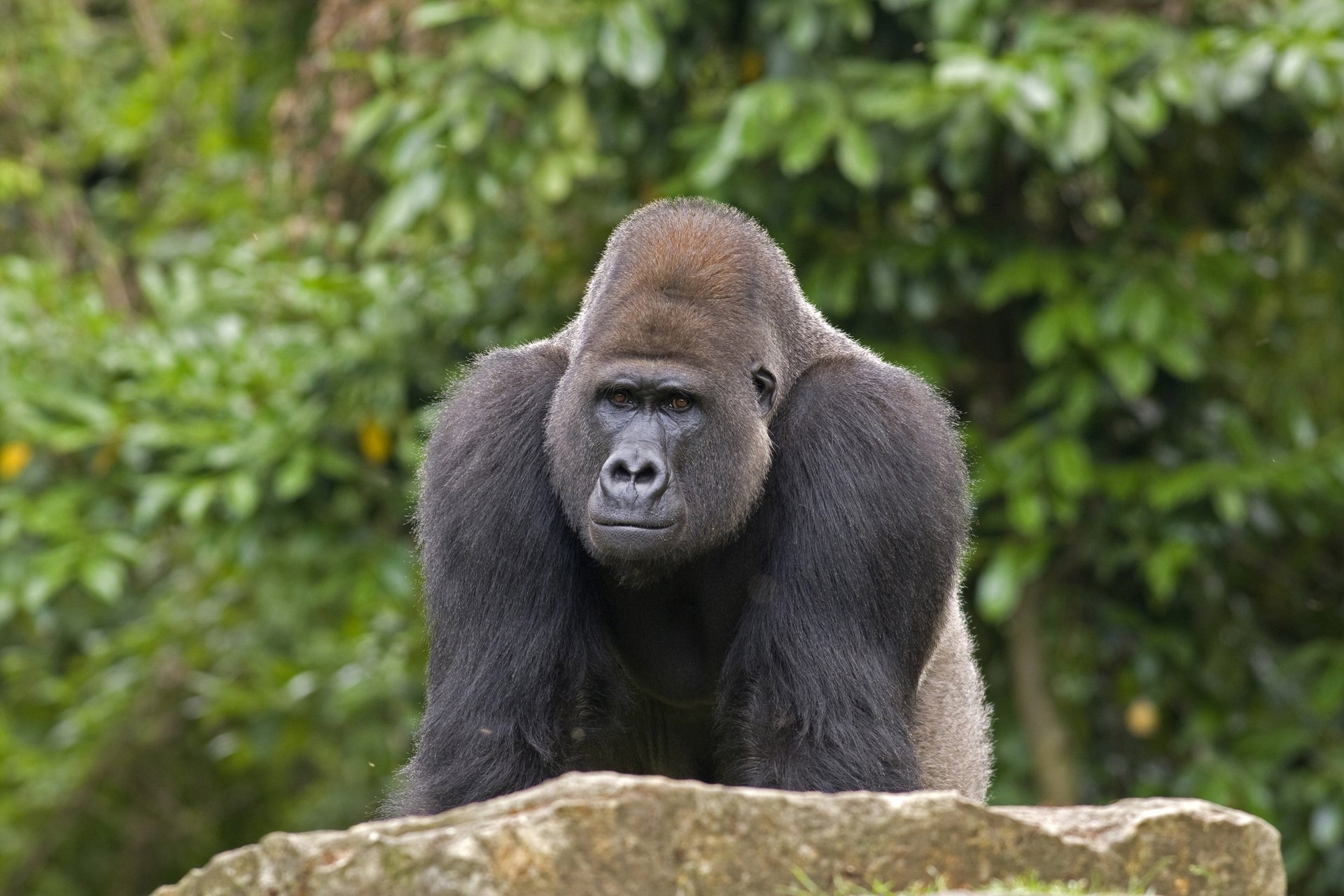Scientists find a gray zone of speciation among animals