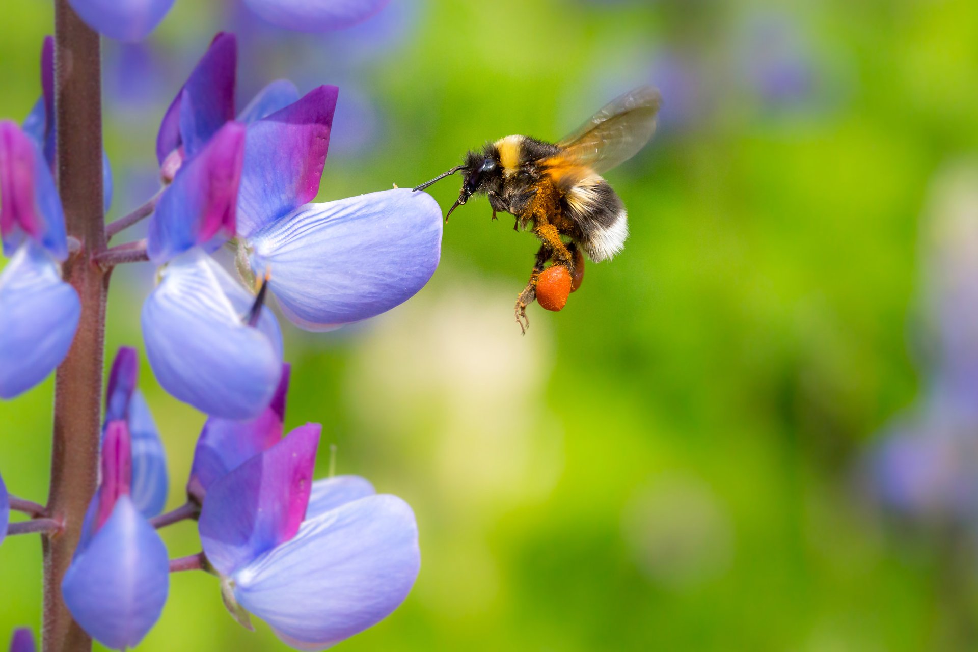 Bumblebees have declined by as much as 85 percent in the UK