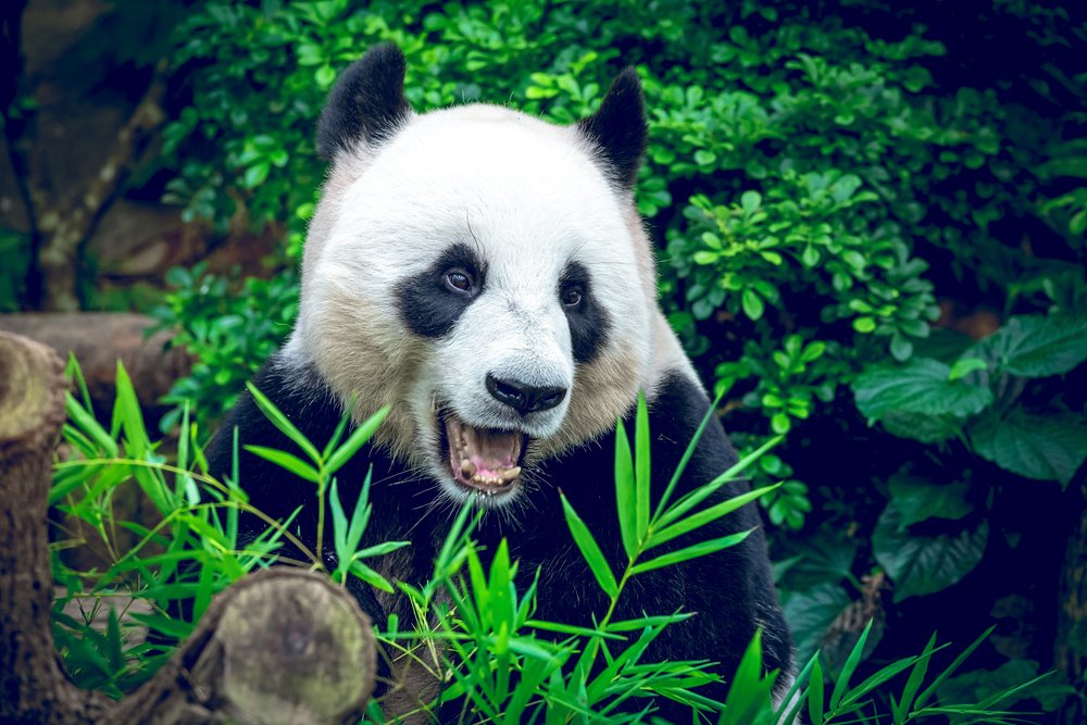 Conservation efforts paid off for endangered species in 2016