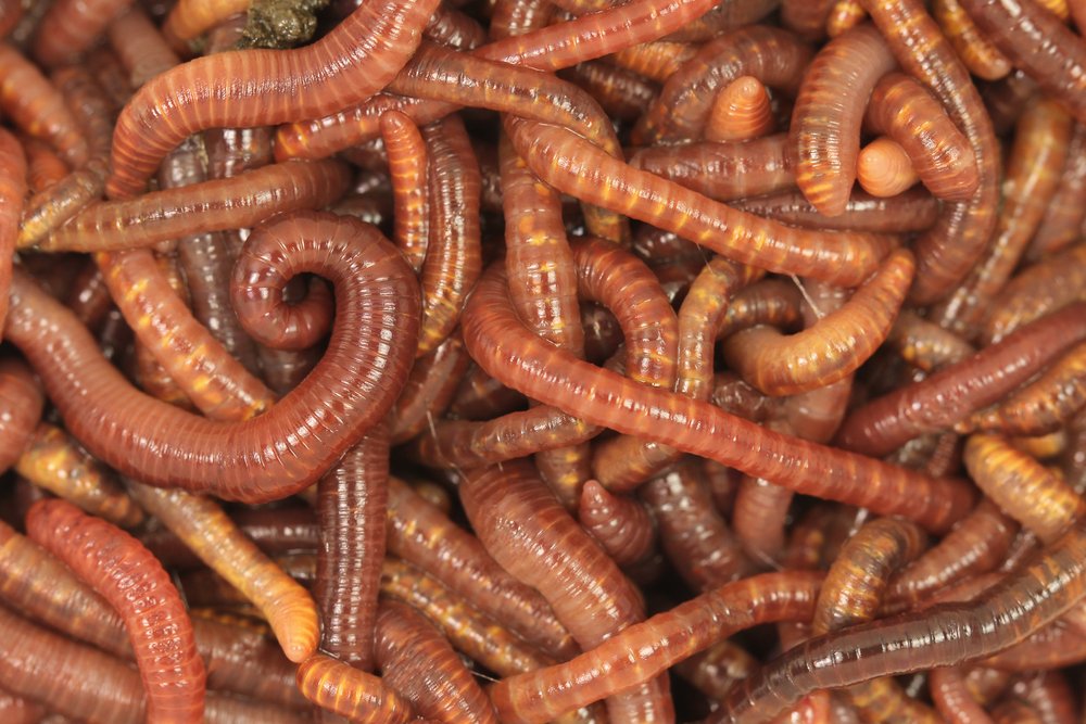 Even teenage worms can be sullen and angsty