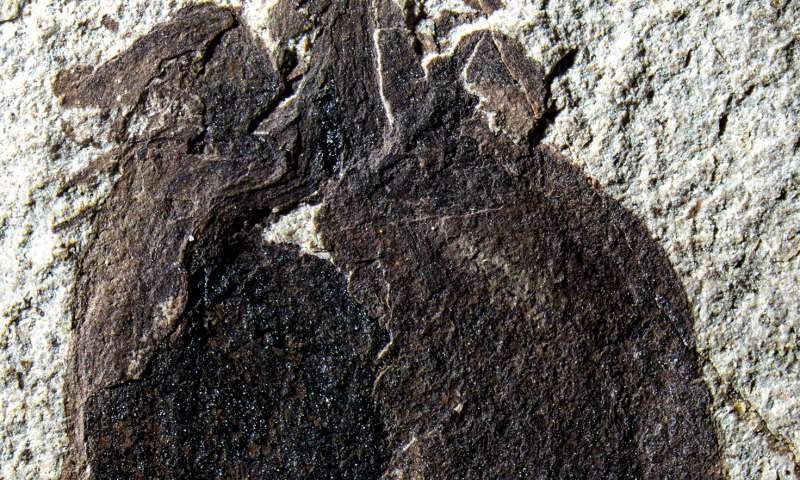 The story of the 52 million year-old fossilized fruit