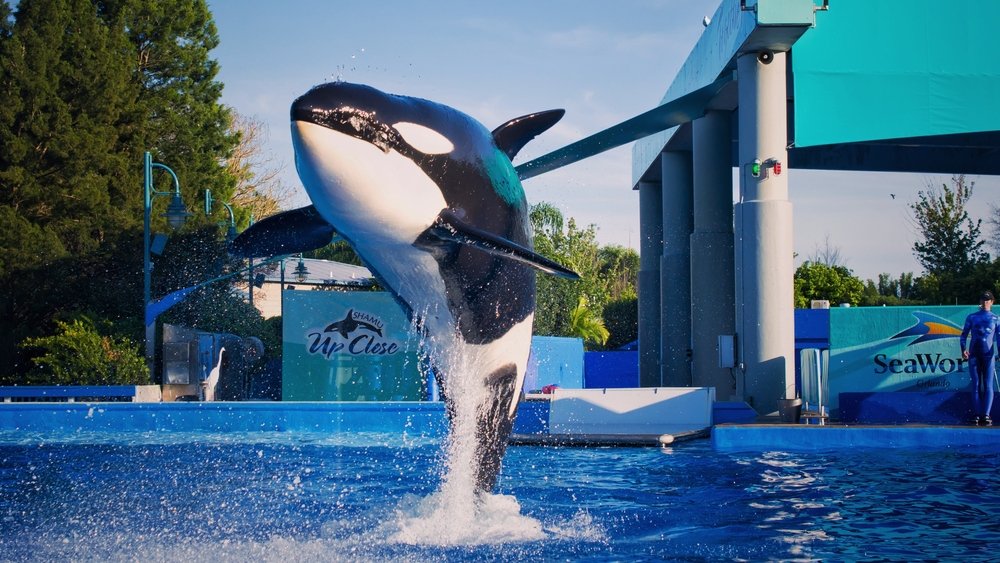 SeaWorld announces Tilikum, orca star of 'Blackfish,' has died
