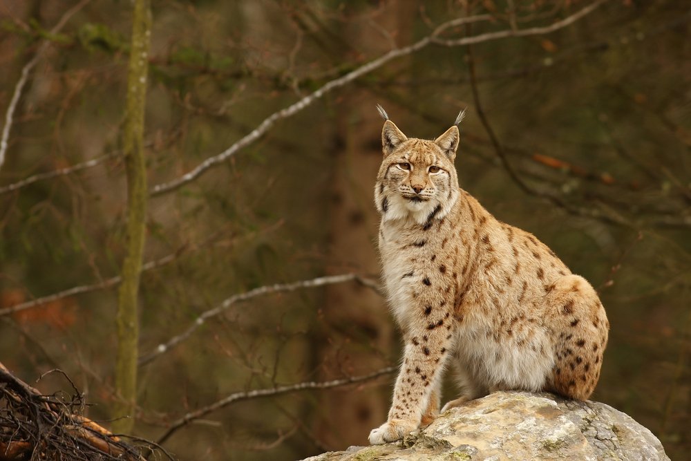 Rare lynx sightings reported across Colorado