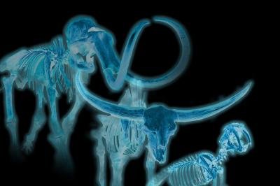 What our Ice Age mammals can teach us about endangered species