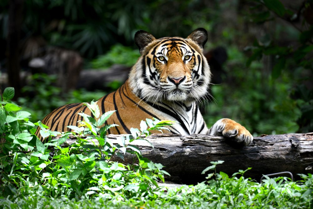 Luxe market demand encouragesTiger poaching to rise in Asia