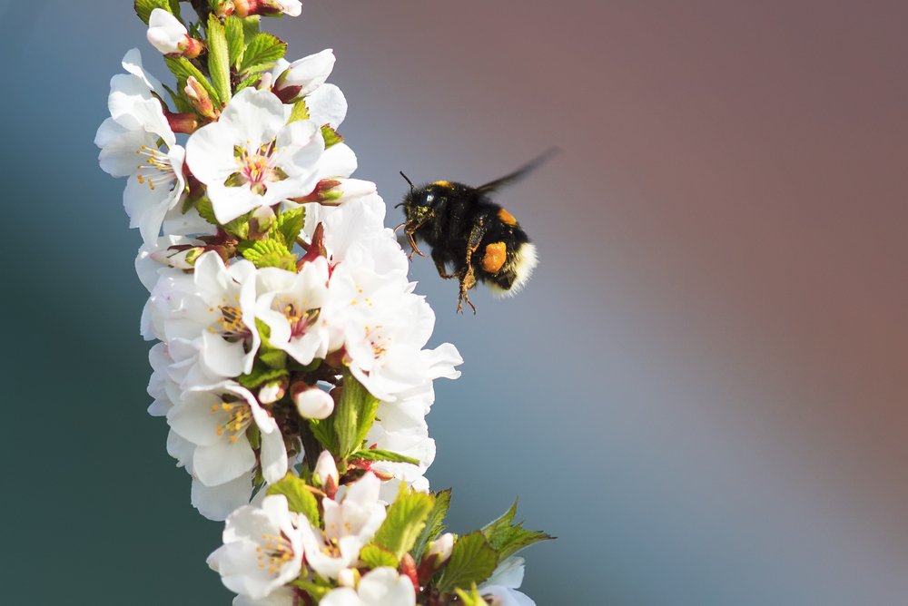 Rusty patched bumble bee listed as endangered