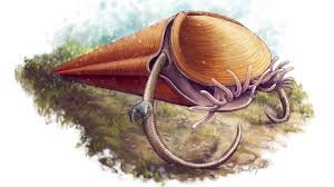 Ancient Hyolith sea creature joins the tree of life