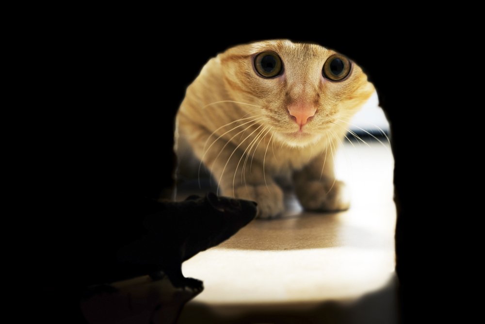 What's new pussycat? Science suggests new cat feeding schedule
