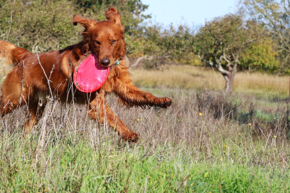 New Fitbark promises to keep canines active