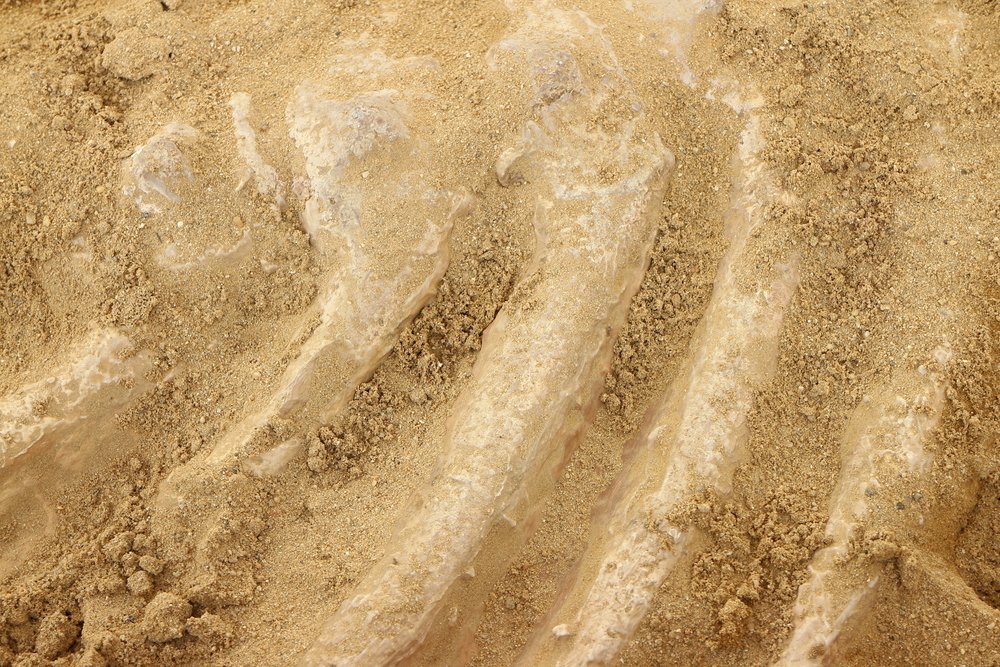 Study confirms 2009 dinosaur collagen discovery