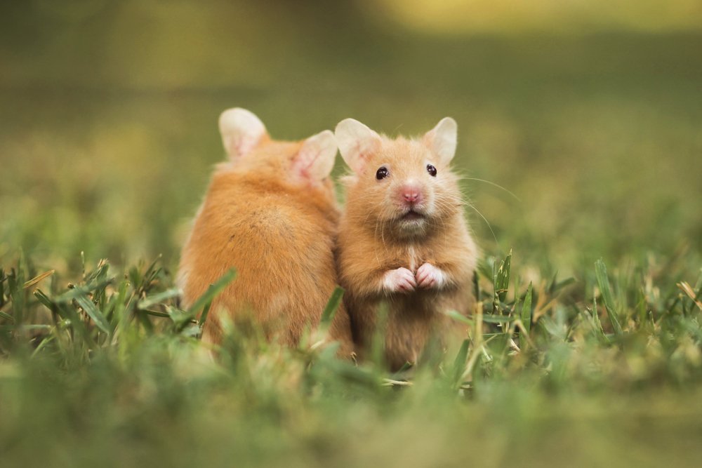 Hamsters fed corn become carnivorous cannibals