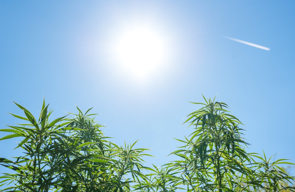 After DEA letter, hemp advocates are hitting back