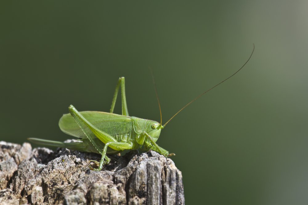 Cricket song could go silent without action, IUCN says