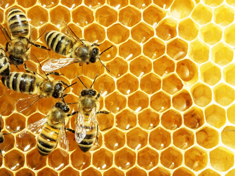 Save the bees with an app!