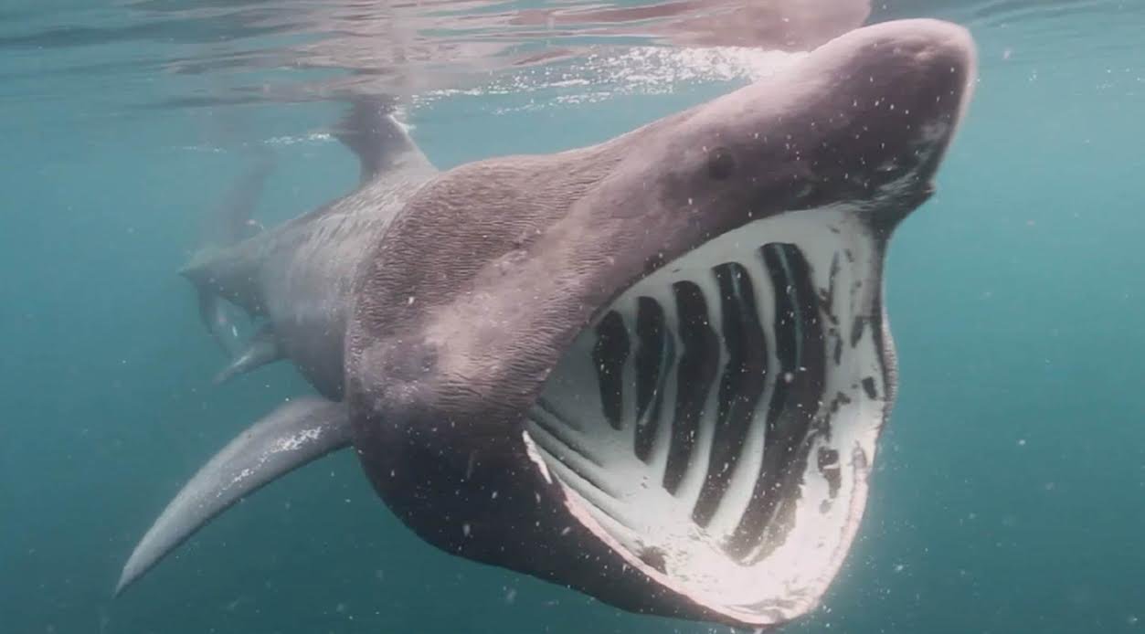 Like to vacation? Basking sharks do, too!