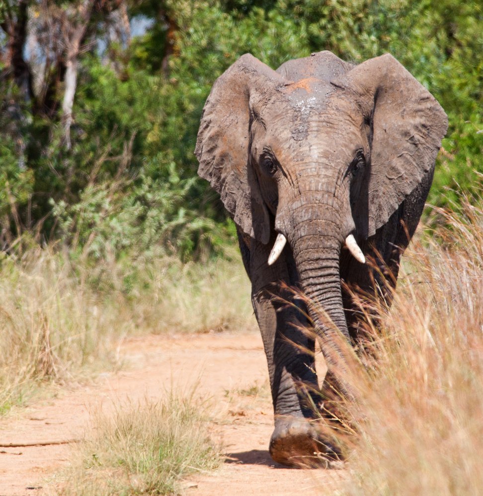 Wild African elephants sleep less than any mammal