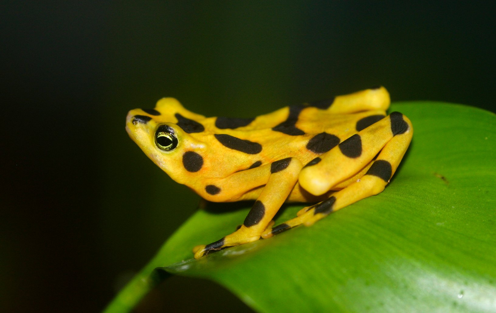 Sharp-eyed frogs and toads see in color at night
