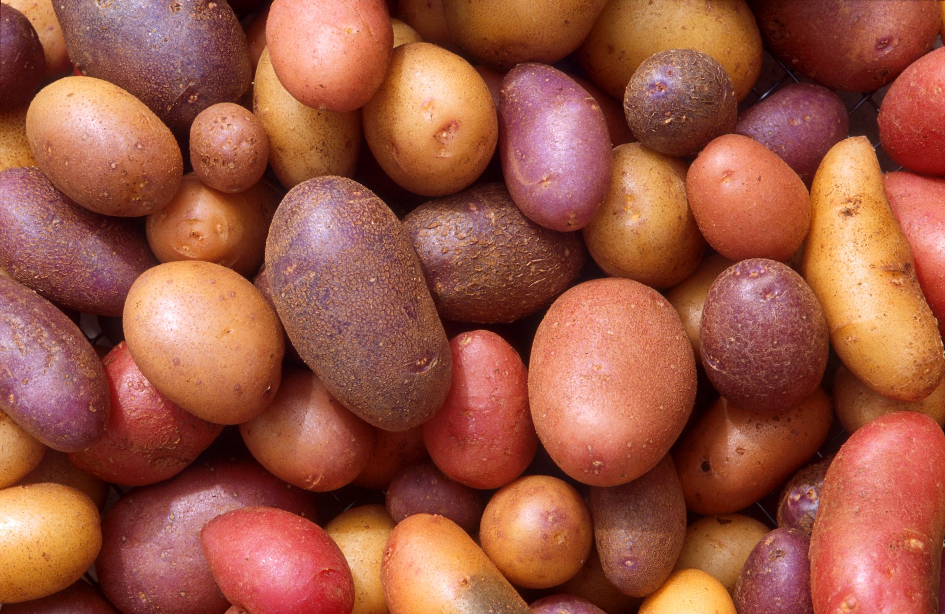 Three GMO potato variants win approval to be planted this spring